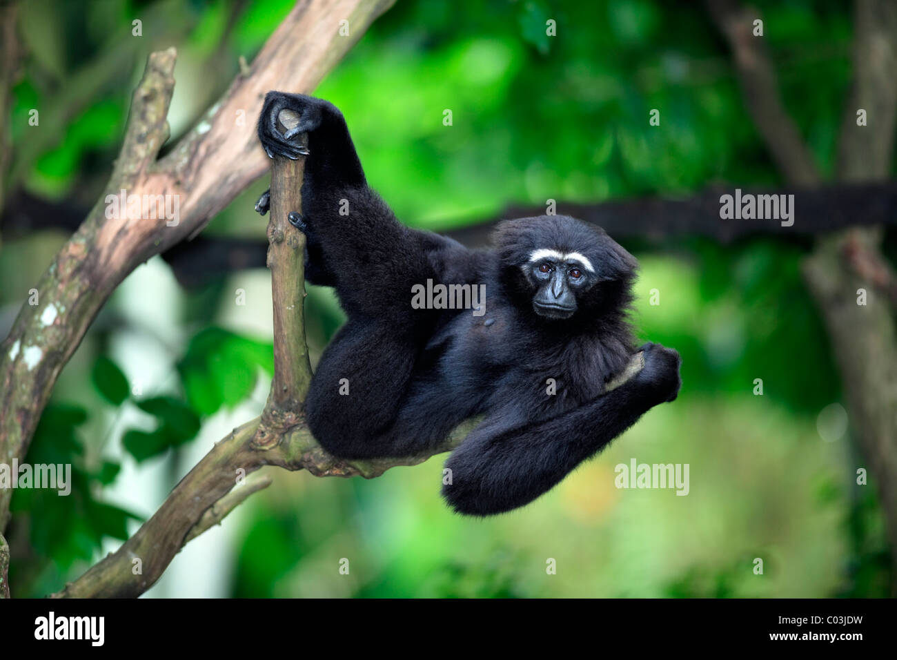 Agile Gibbon oder schwarz-handed Gibbon (Hylobates Agilis), Erwachsene in einem Baum, Asien Stockfoto