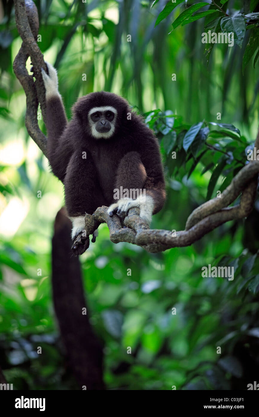 Lar Gibbon oder White-handed Gibbon (Hylobates Lar), Erwachsene in einem Baum, Asien Stockfoto