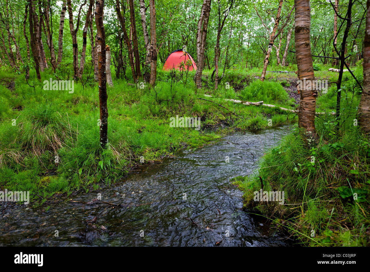 Campingplatz in einem Birkenwald auf Kungsleden Wanderweg in der Nähe von Abisko und Kiruna, Schweden, Skandinavien, Europa Stockfoto