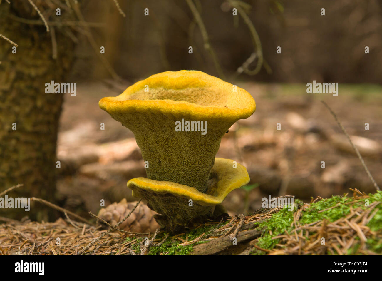 Samt-Top Pilz (Phaeolus Schweinitzii) Stockfoto