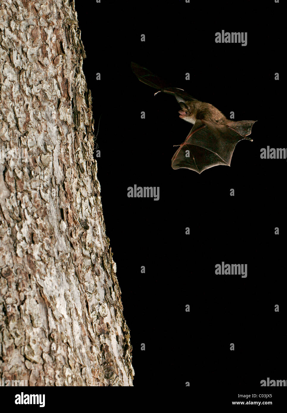 Bechstein Fledermaus (Myotis Bechsteinii) Stockfoto