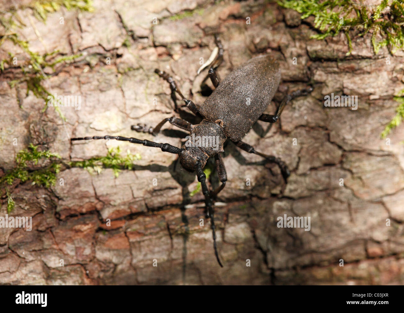 Longhorn Beetle (Lamia Textor), Upper Bavaria, Bavaria, Germany, Europe Stockfoto