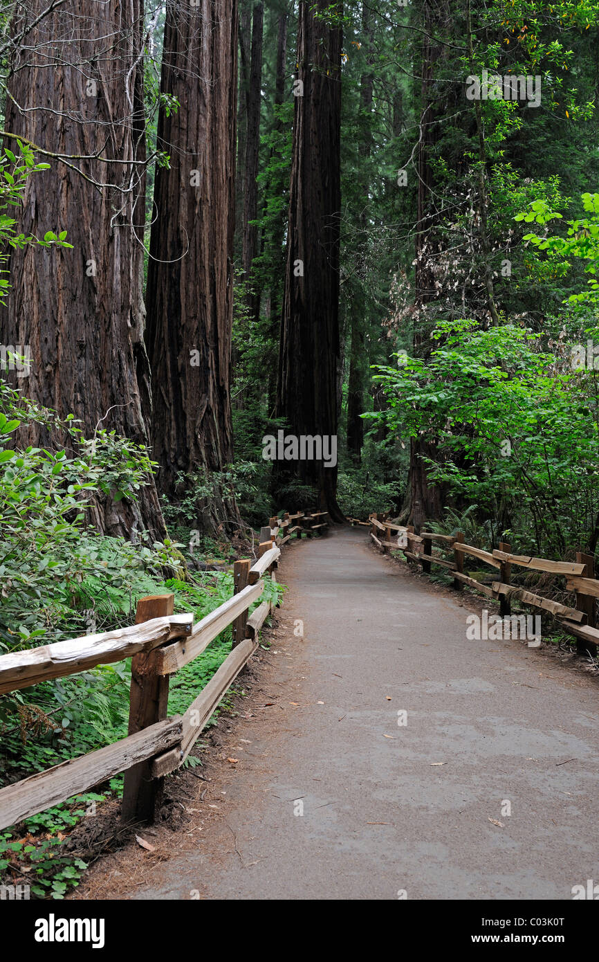 Wanderweg im Muir Woods National Park, Kalifornien, USA, Nordamerika Stockfoto