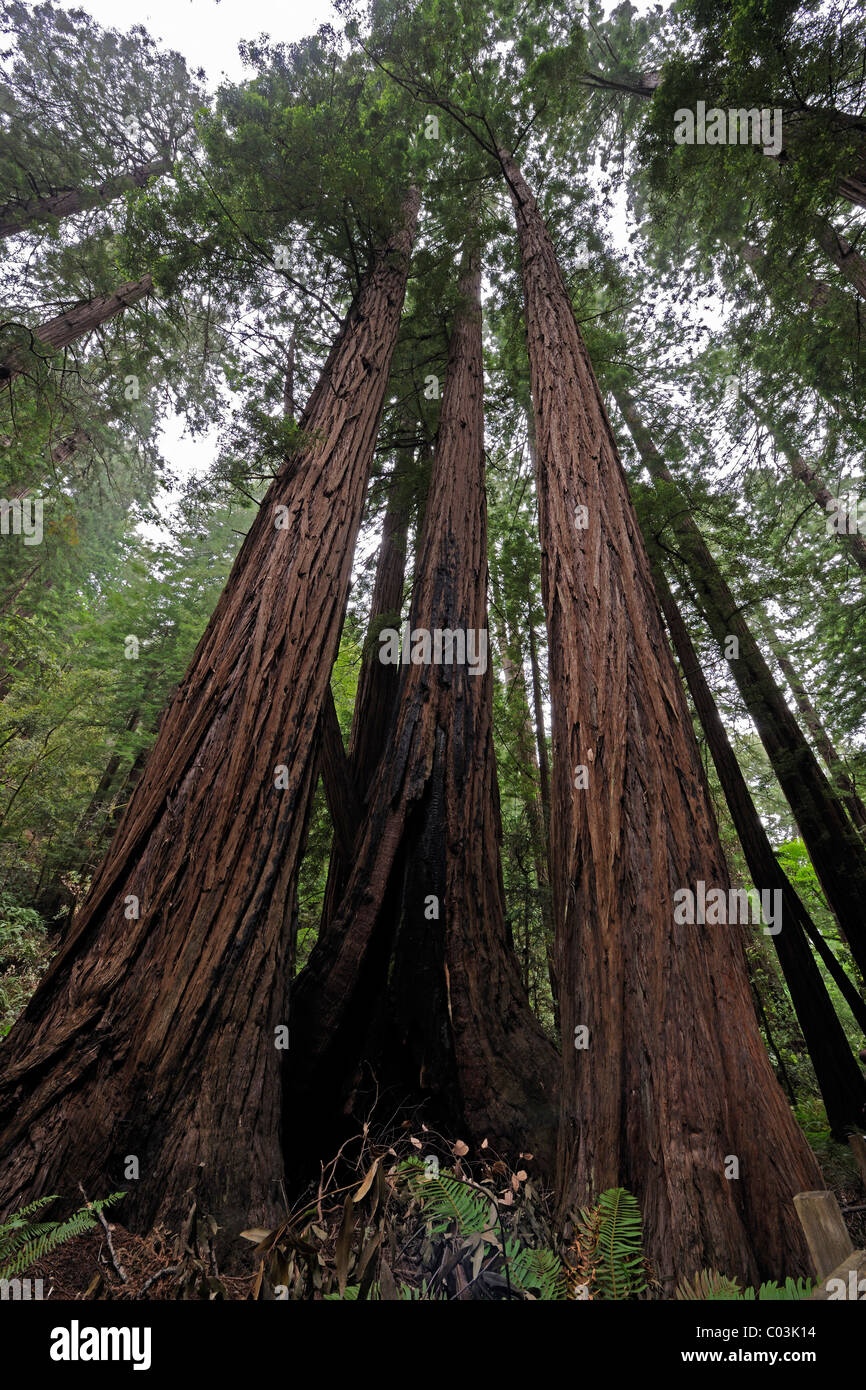 Vegetation und Coastal Redwoods (Sequoia Sempervirens), Muir Woods National Park, Kalifornien, USA, Nordamerika Stockfoto