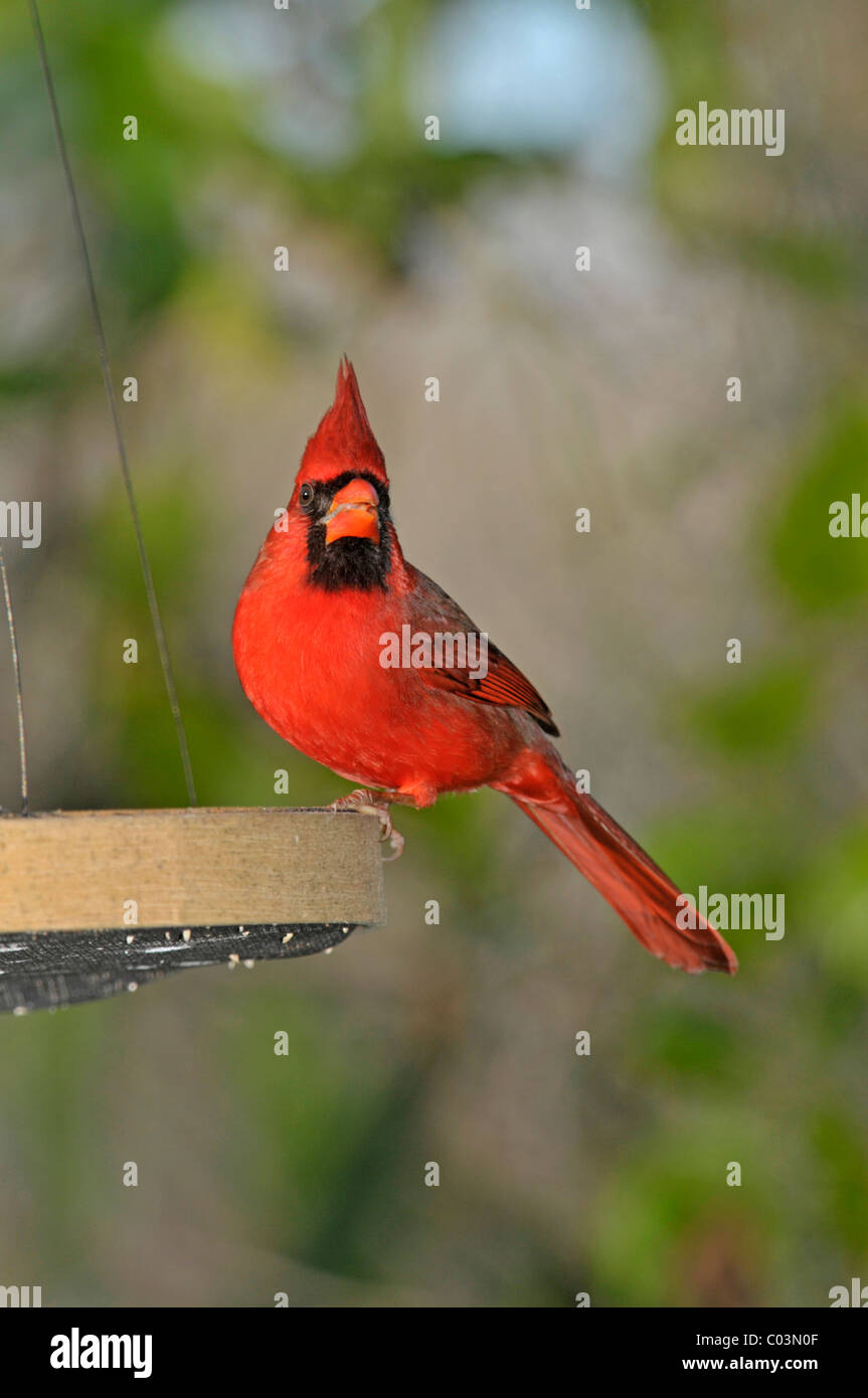 Nördlichen Kardinal: Cardinalis Cardinalis. Am Futterhäuschen. Corkscrew Swamp Sanctuary, Florida, USA Stockfoto