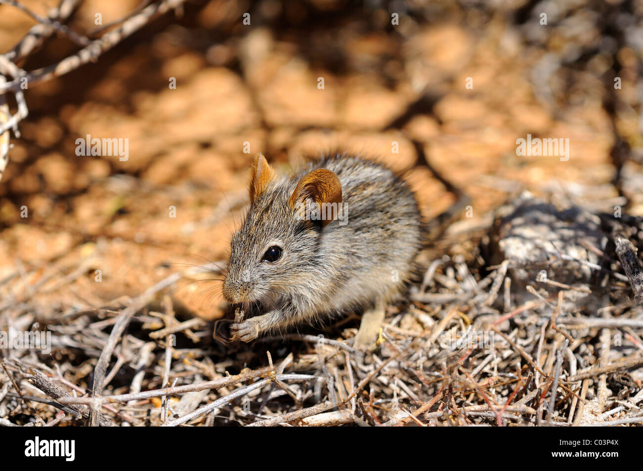 Vier-gestreiften Rasen Maus, Rhabdomys Pumilio, im natürlichen Lebensraum, Goegap Nature Reserve, Namaqualand, Südafrika Stockfoto