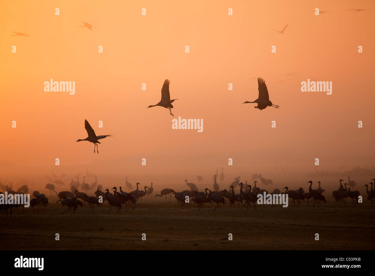 Kraniche bei Sonnenaufgang (Grus Grus) Stockfoto