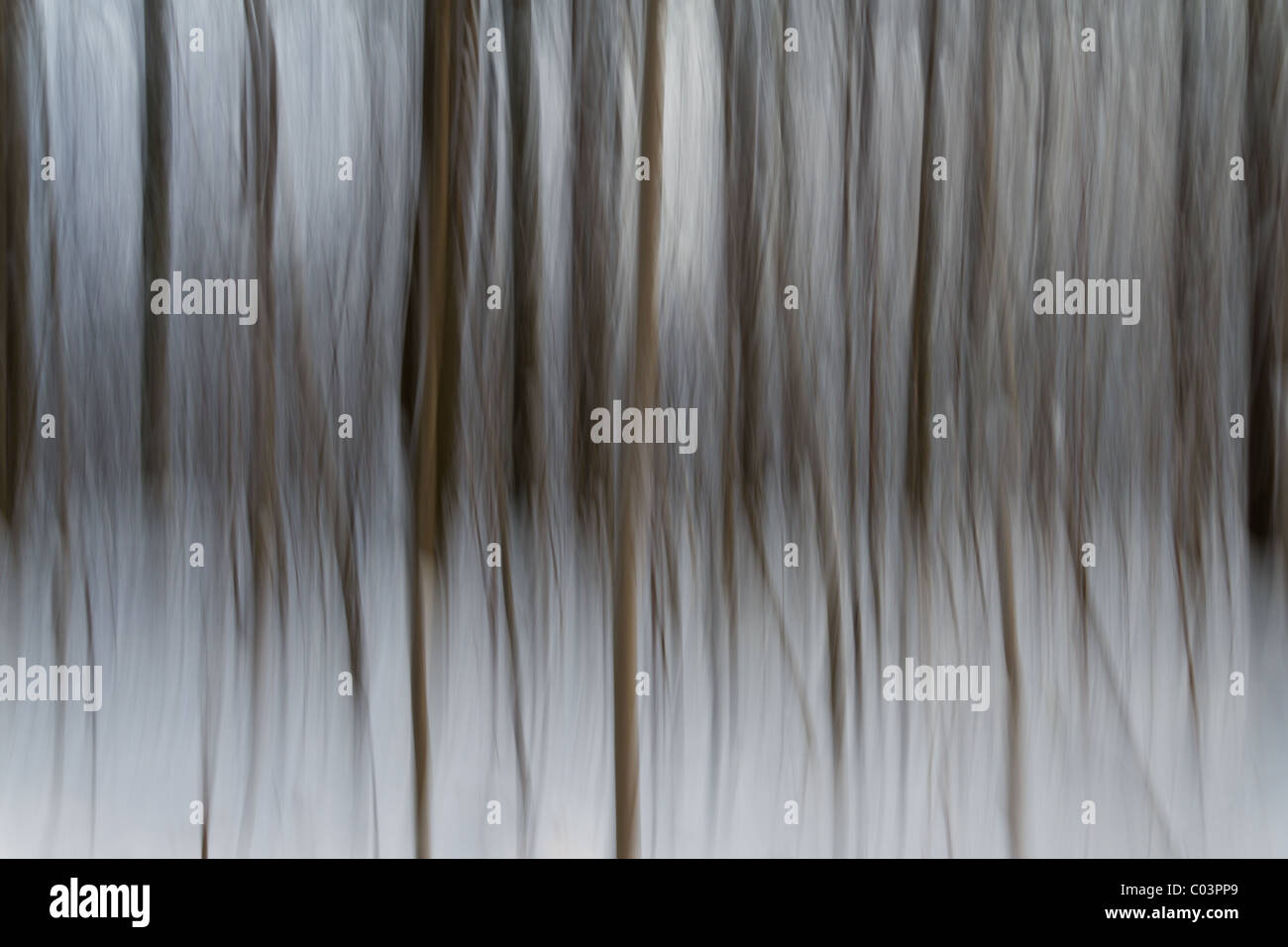 Abstraktion von unscharfen Bäume und Schnee in einem typischen dänischen Wald. Stockfoto