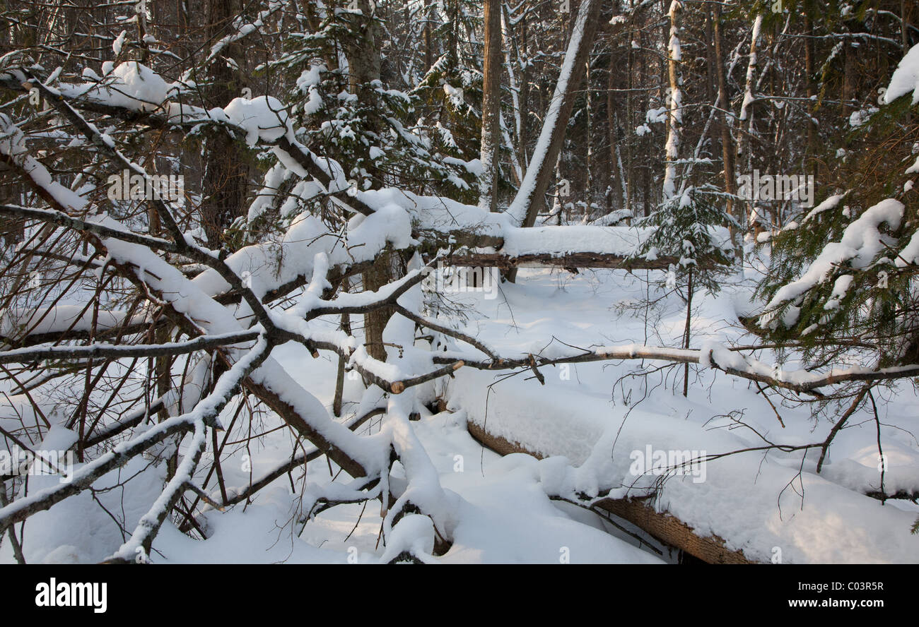 Gemischte Stand morgens sonnigen Winter mit Schnee eingehüllt alte Bäume Stockfoto