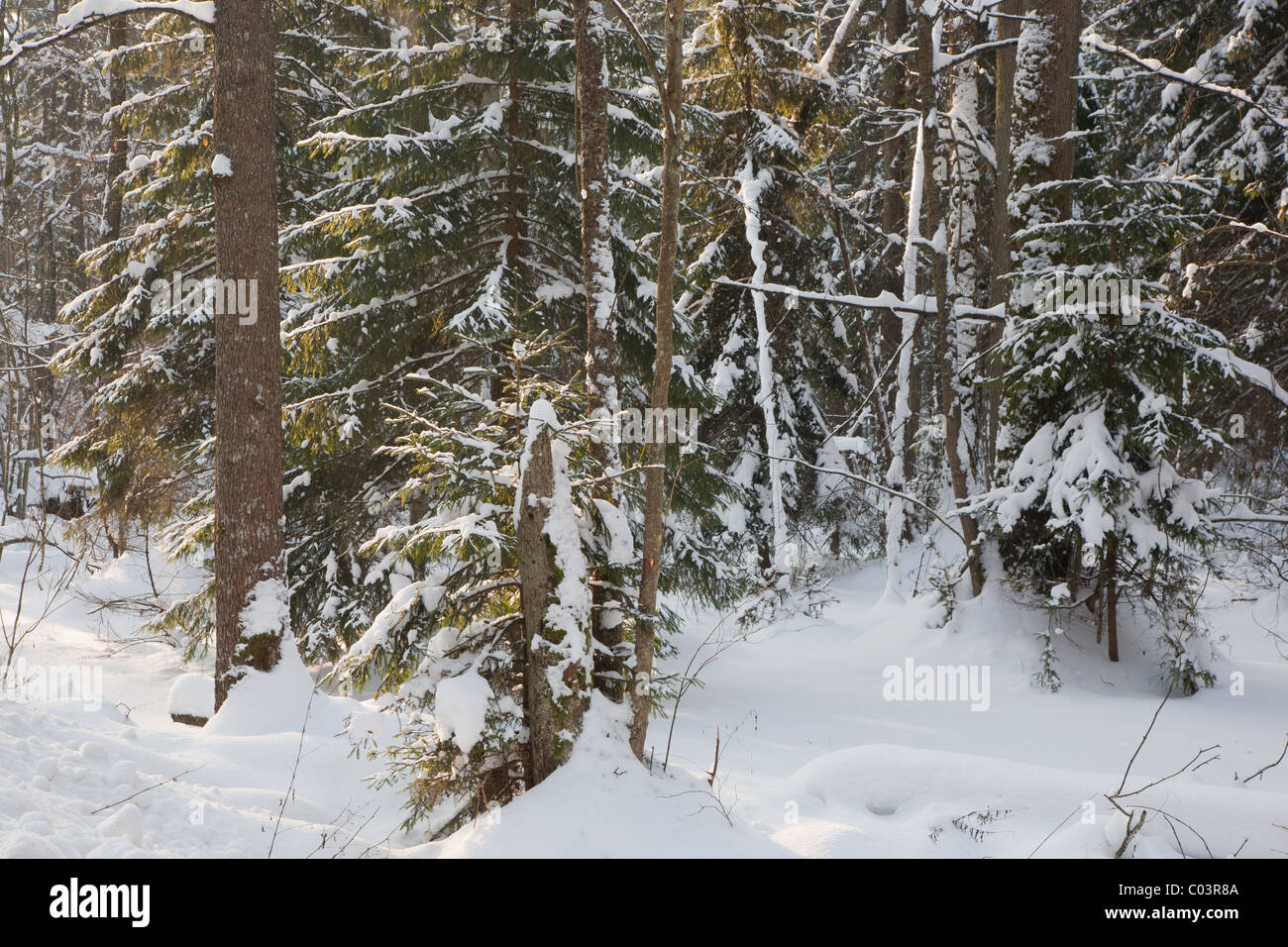 Gemischte Stand morgens sonnigen Winter mit Schnee eingehüllt alte Bäume Stockfoto