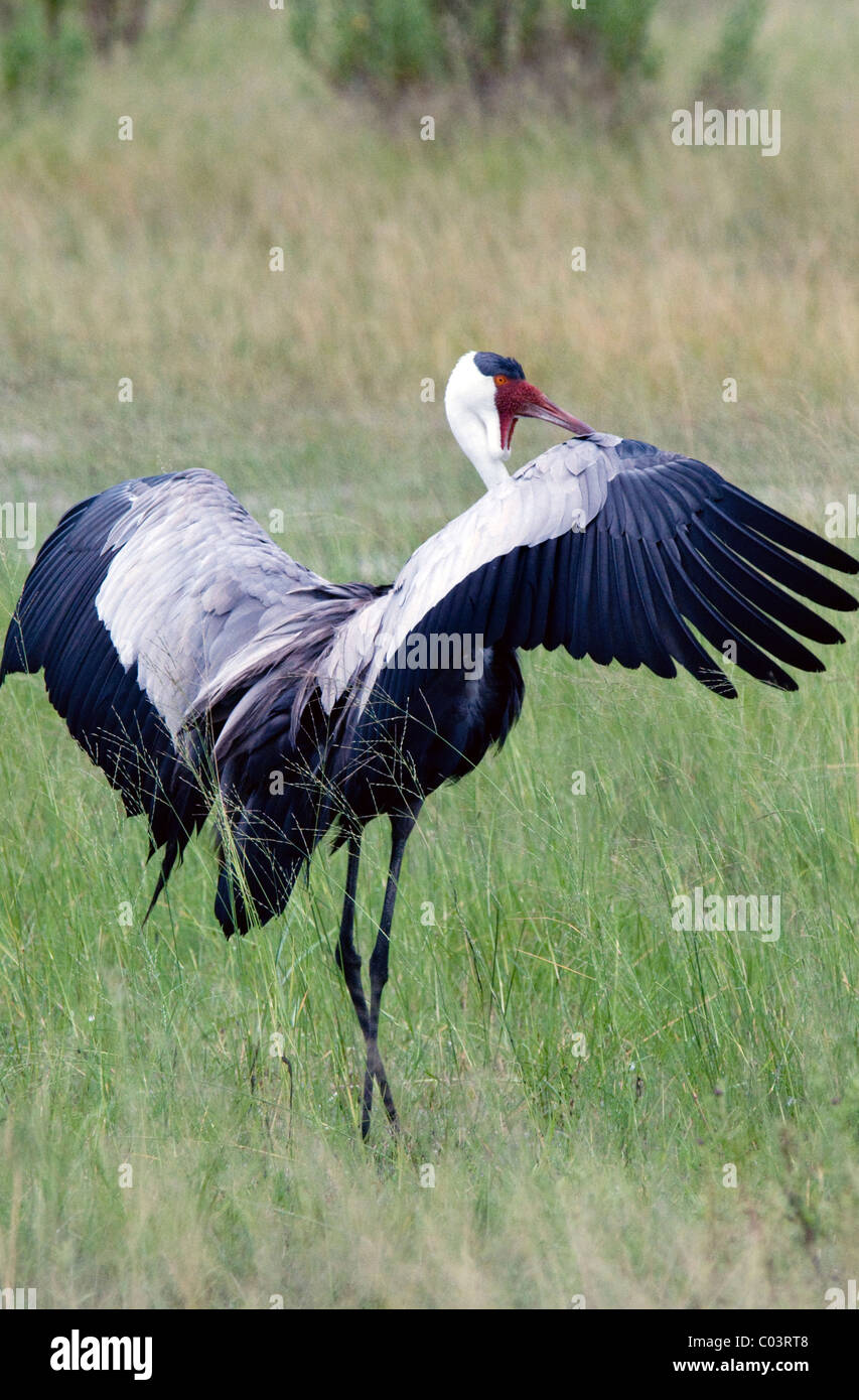 die seltenen wattled Kran Bugeranus Carunculatus in nassen Grünland botswana Stockfoto