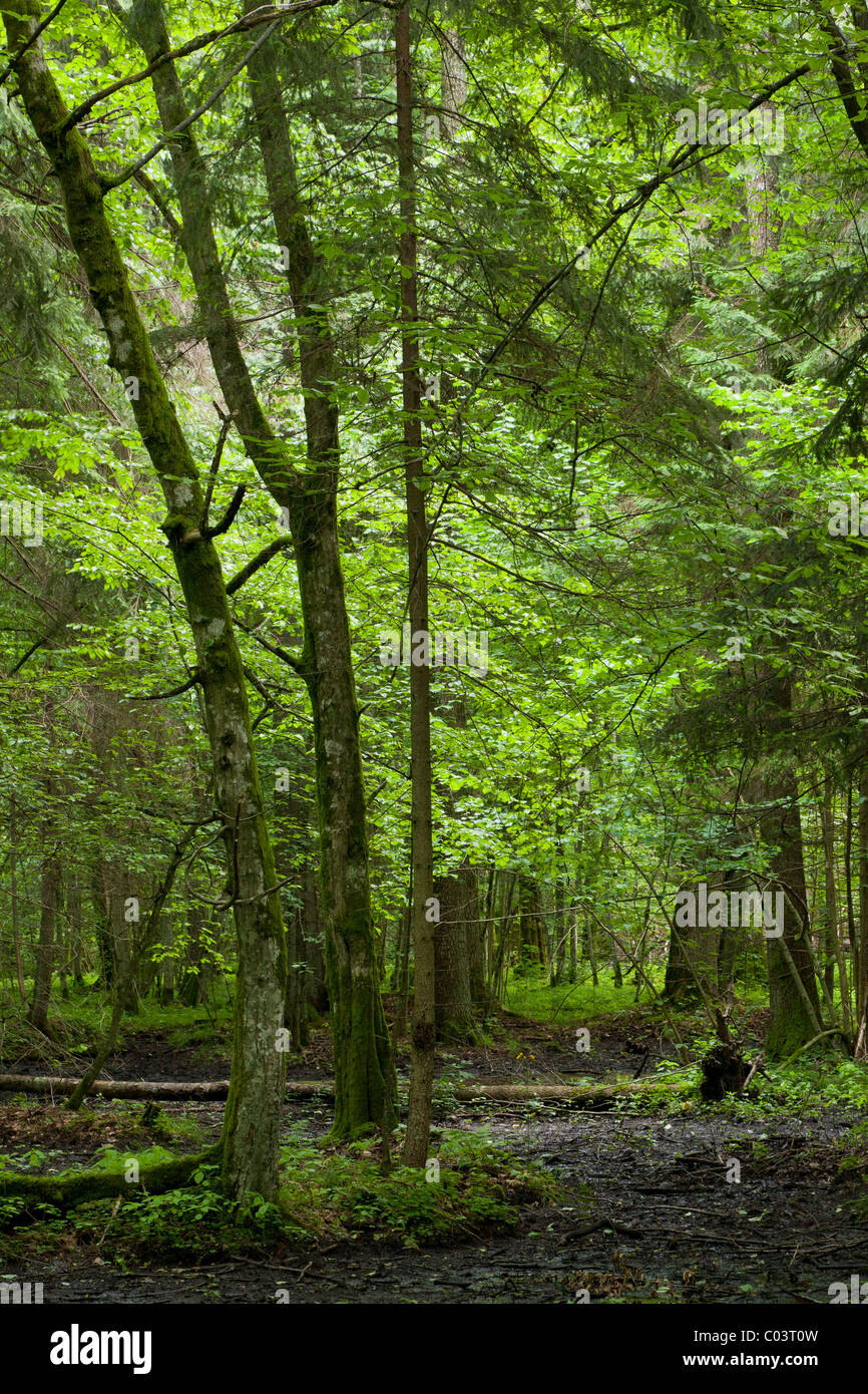 Nassen Laub Stand von Białowieża Wald mit stehendem Wasser und üppiger Vegetation Stockfoto