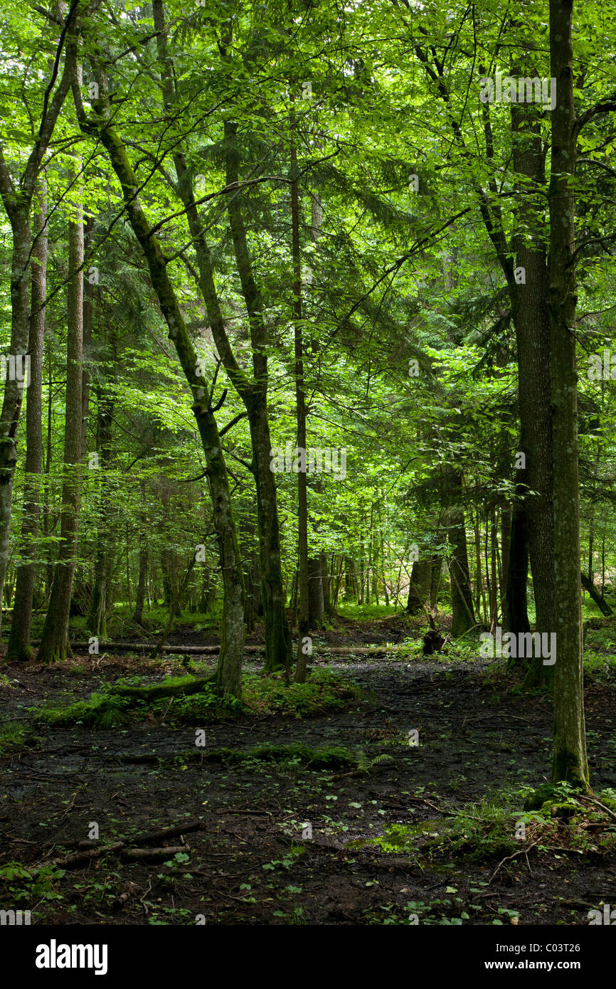 Nassen Laub Stand von Białowieża Wald mit stehendem Wasser und üppiger Vegetation Stockfoto