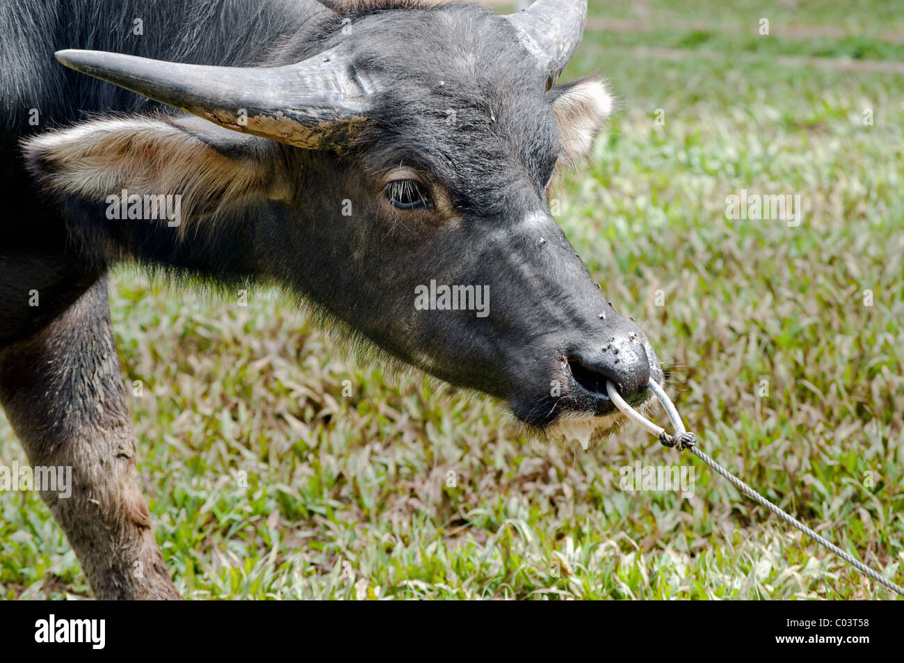 Indonesische Buffalo zu befreien versucht gebunden Stockfoto