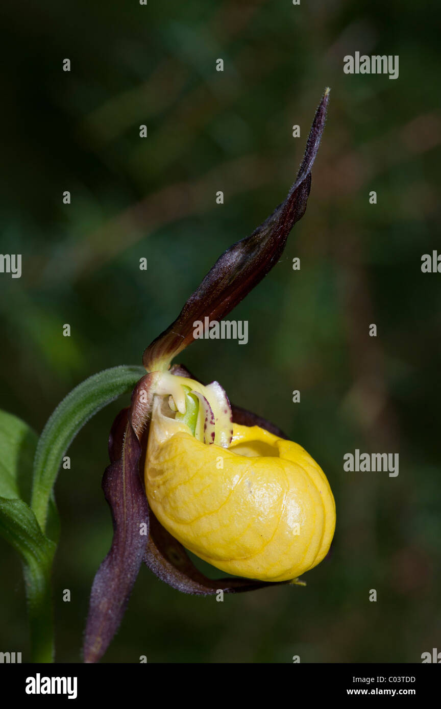Frauenschuh Orchidee (Cypripedium Calceolus), einzelne Blume Stockfoto