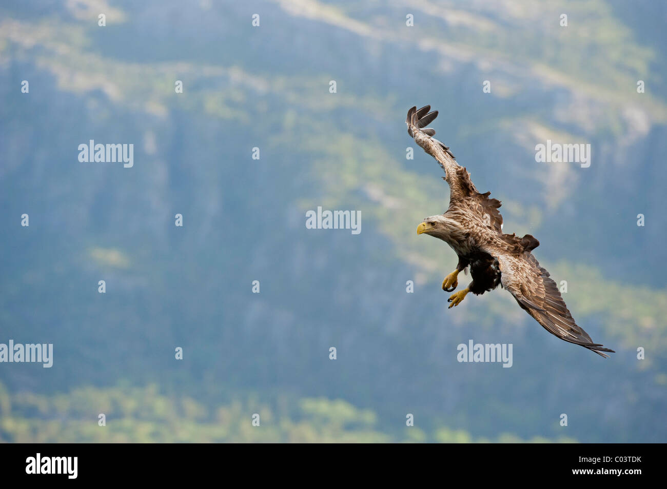 Seeadler (Haliaetus Horste), Erwachsene im Flug Stockfoto