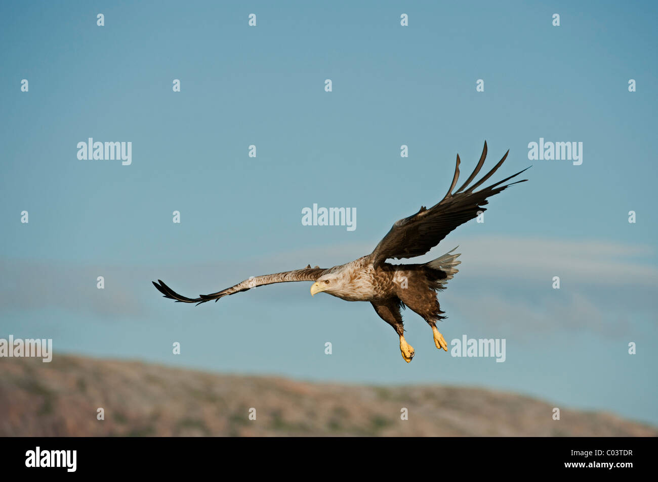 Seeadler (Haliaetus Horste), Erwachsene im Flug Stockfoto