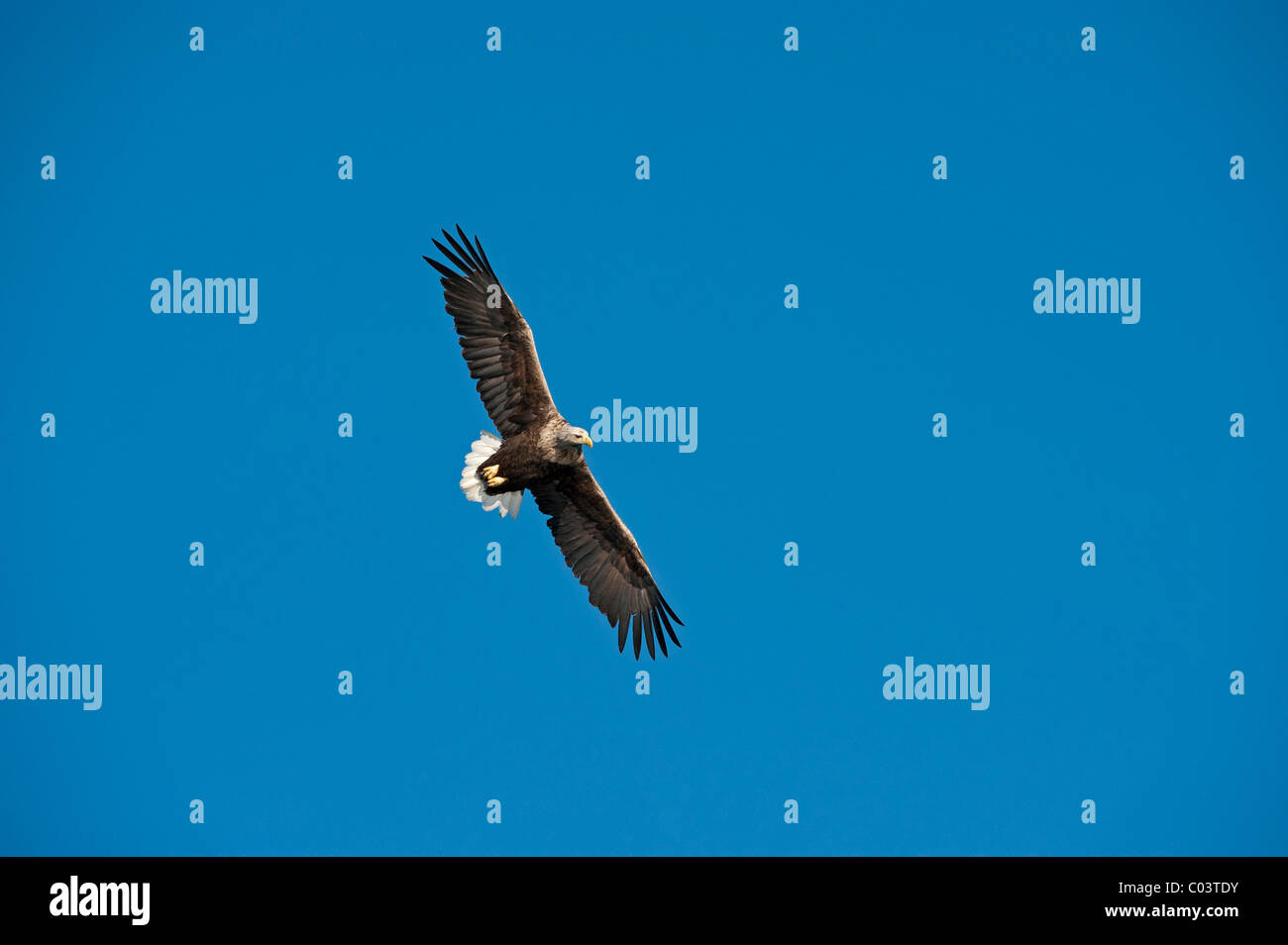 Seeadler (Haliaetus Horste), Erwachsene im Flug Stockfoto