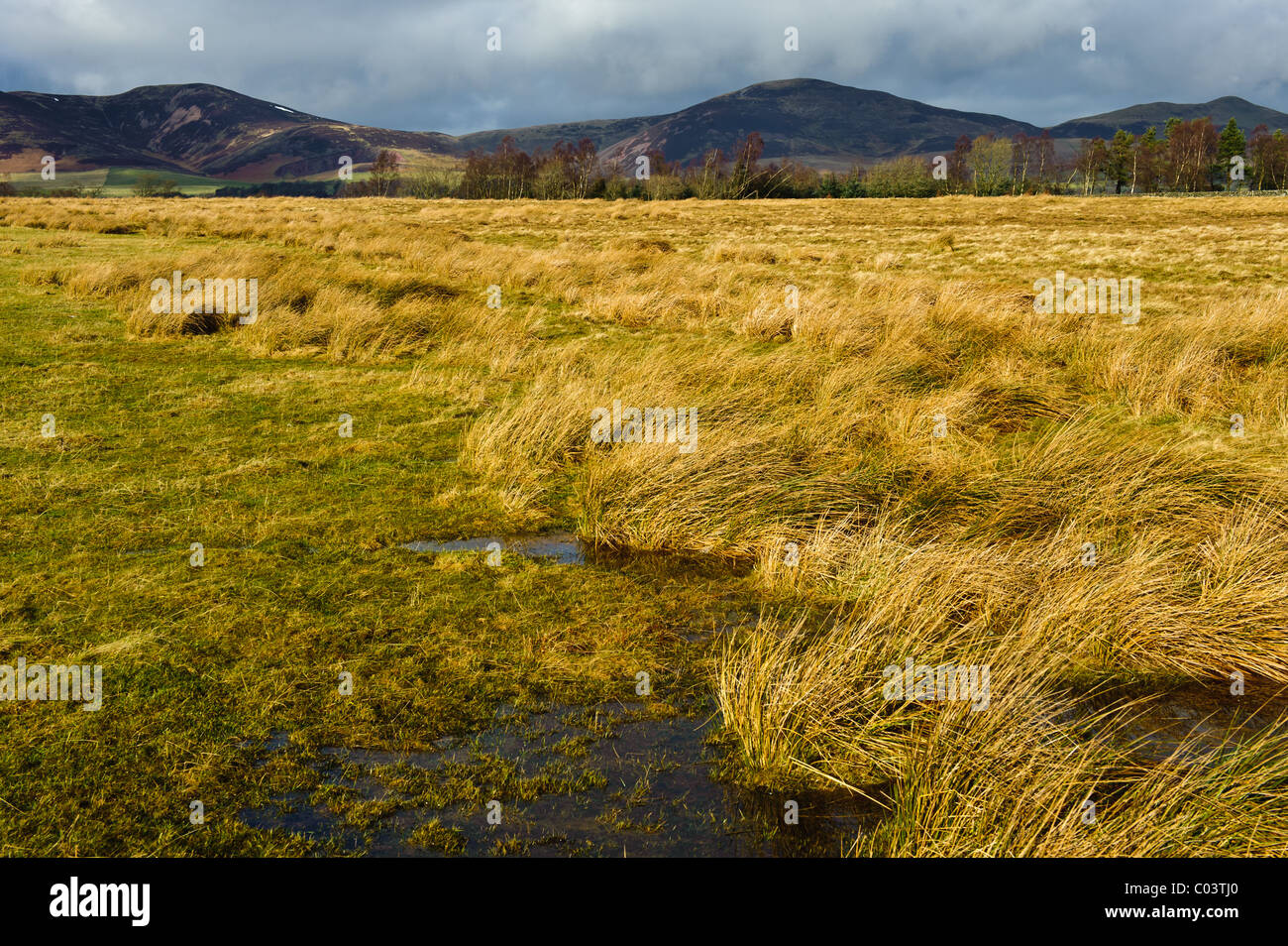 Pentland Hills in der Nähe von Penicuik, Midlothian, Scotland Stockfoto