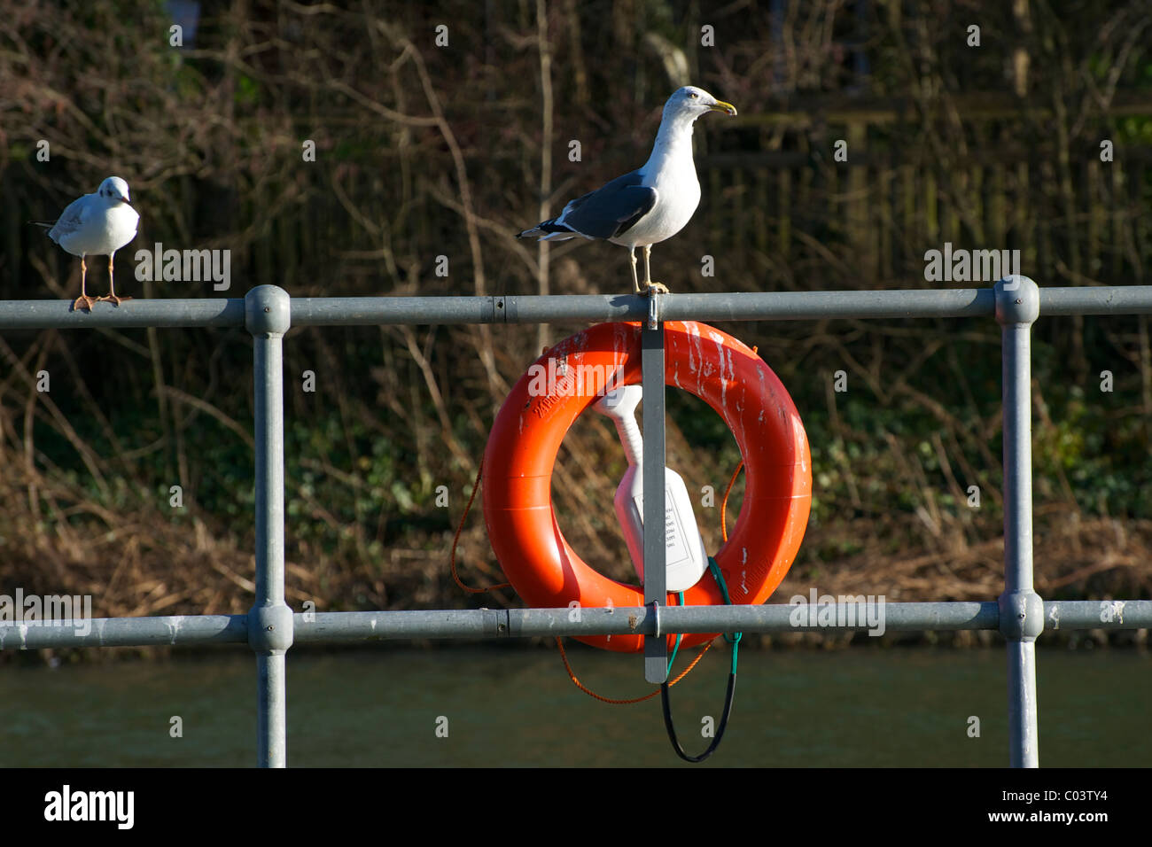 Zwei Möwen genießen die Nachmittagssonne bei Iffley Lock. Stockfoto