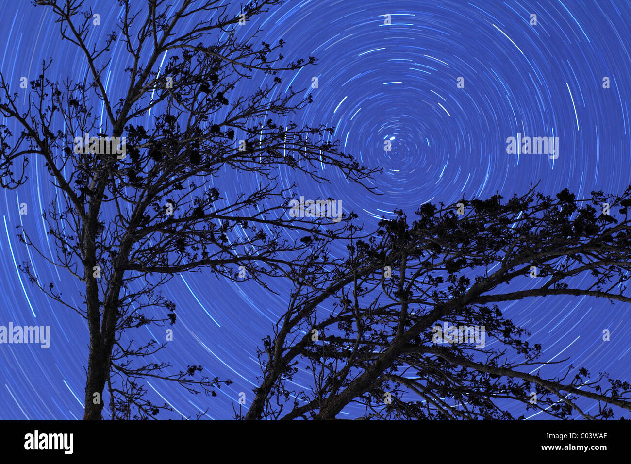 Langzeitbelichtung Winter Blick auf Esche Äste und Hintergrund Sternspuren. Stockfoto