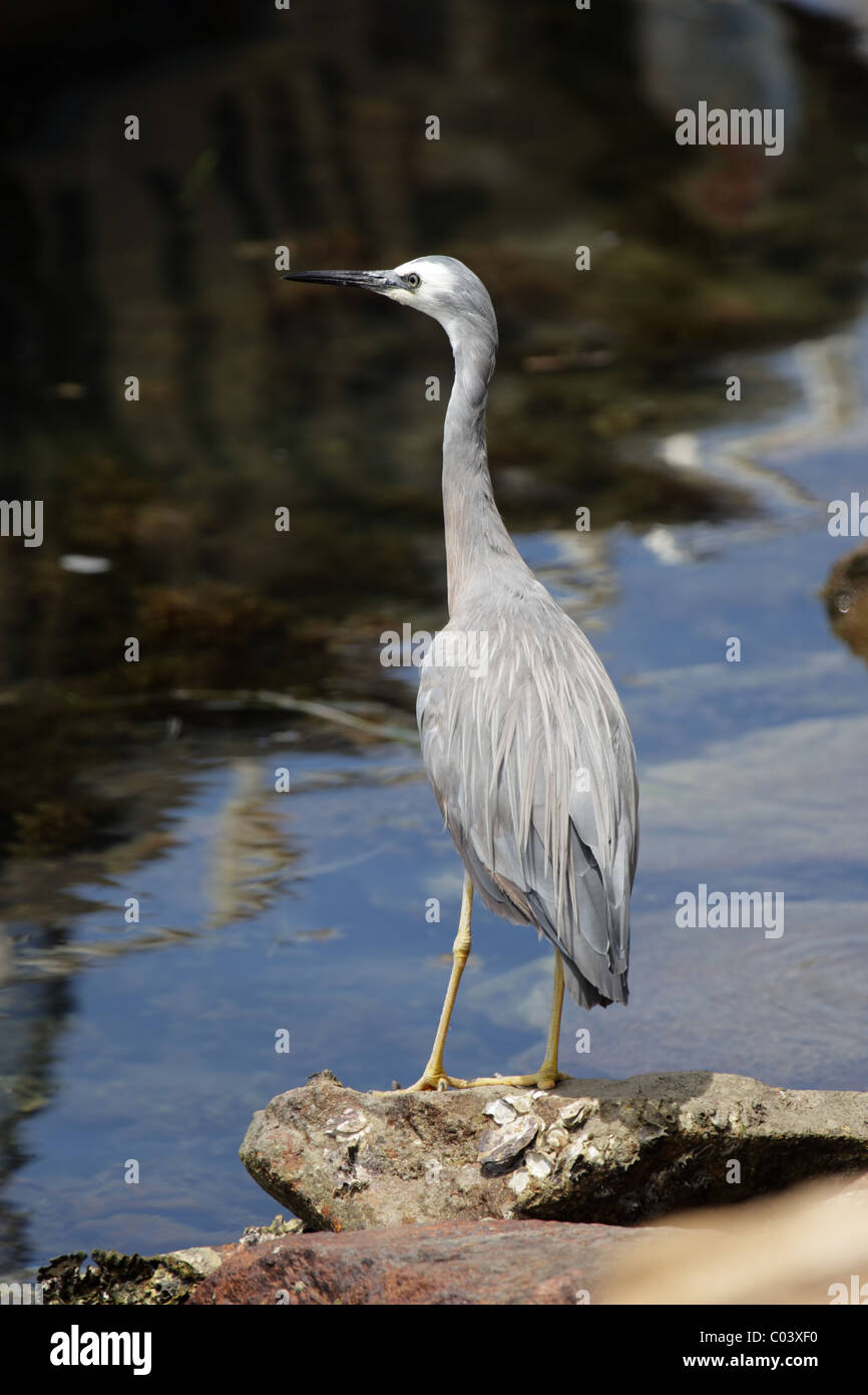 White-faced Heron (Egretta Novaehollandiae) auf einem Felsen an der Küste in Nelson Bay, Australien Stockfoto