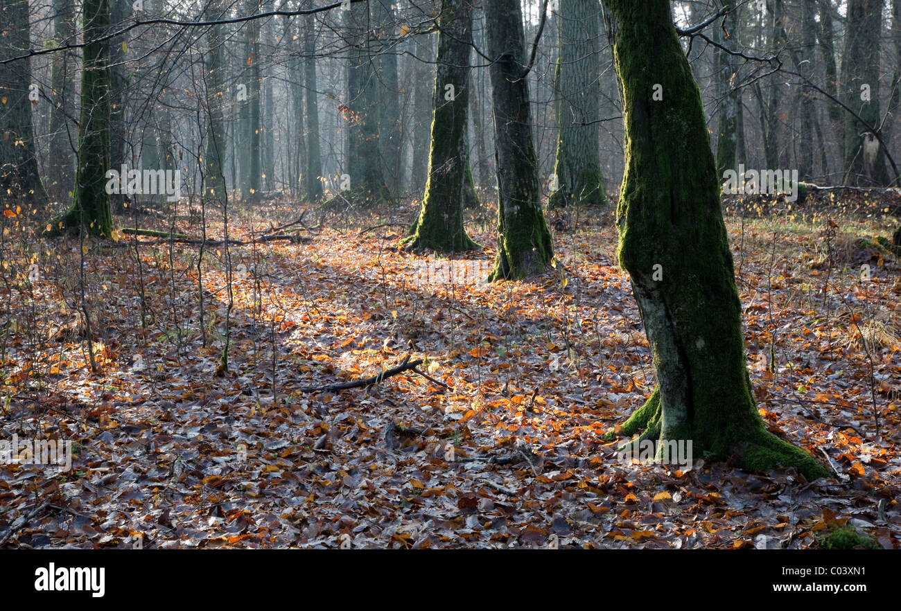 Sommergrüne Stand von Białowieża Wald im Herbst mit Boden verwelkt Blättern bedeckt Stockfoto