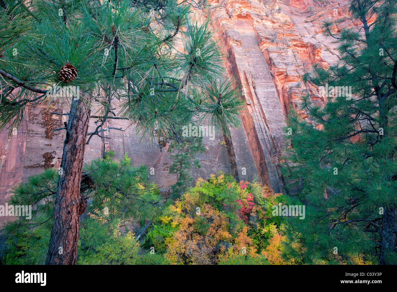 Bunte Felswand und Herbst farbige Ahornbäume. Zion Nationalpark, Utah Stockfoto