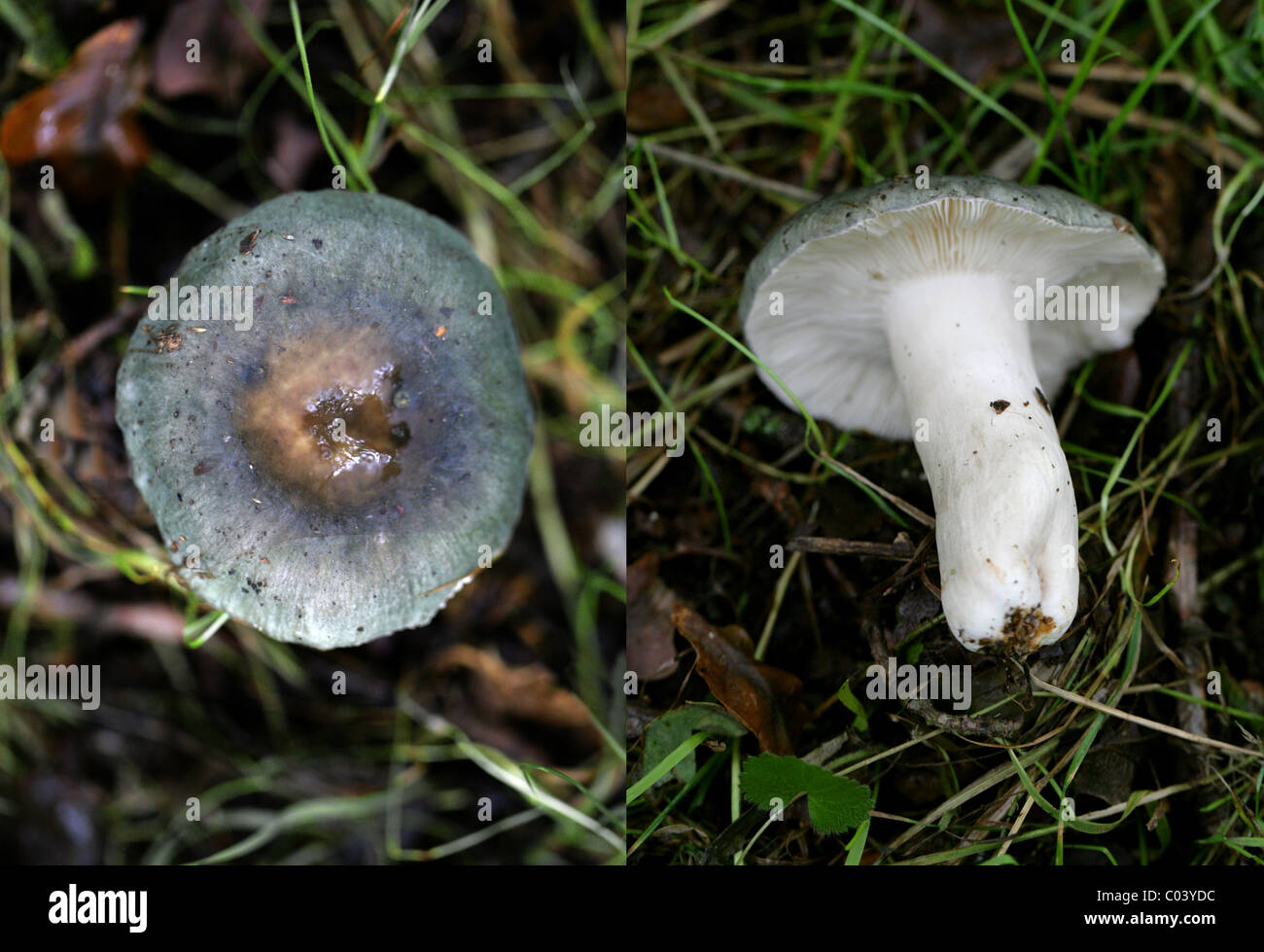 Köhler, ubling Cyanoxantha, Russulaceae. August, Berkhamsted, Hertfordshire. Zusammengesetztes Bild, 2 Fotos. Stockfoto