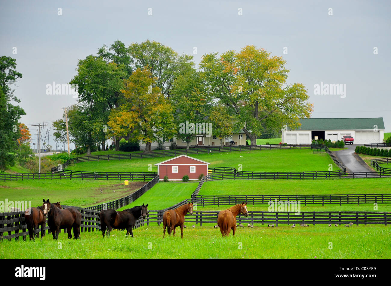 Eine Pferderanch in Saratoga County, Bundesstaat New York. Stockfoto