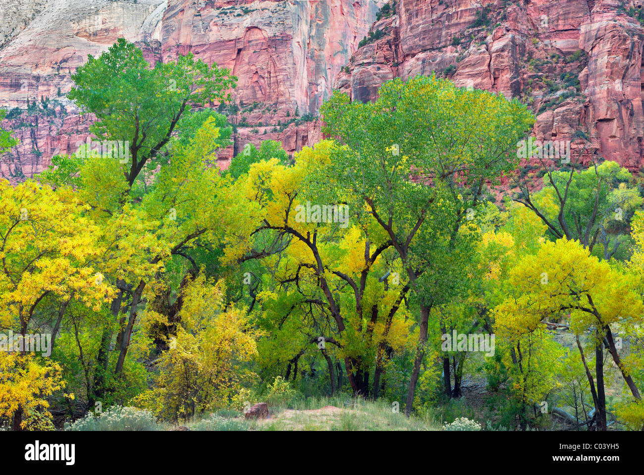 Hain von Herbst farbige Pappeln. Zion Nationalpark, Utah Stockfoto