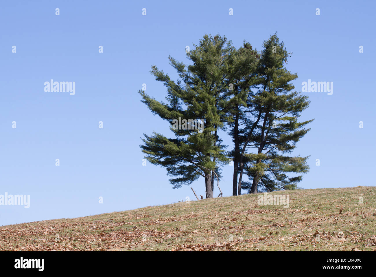 Einen kleinen Stand der östlichen weißen Kiefern (Pinus Strobus) auf einem Hügel unter blauem Himmel. Stockfoto