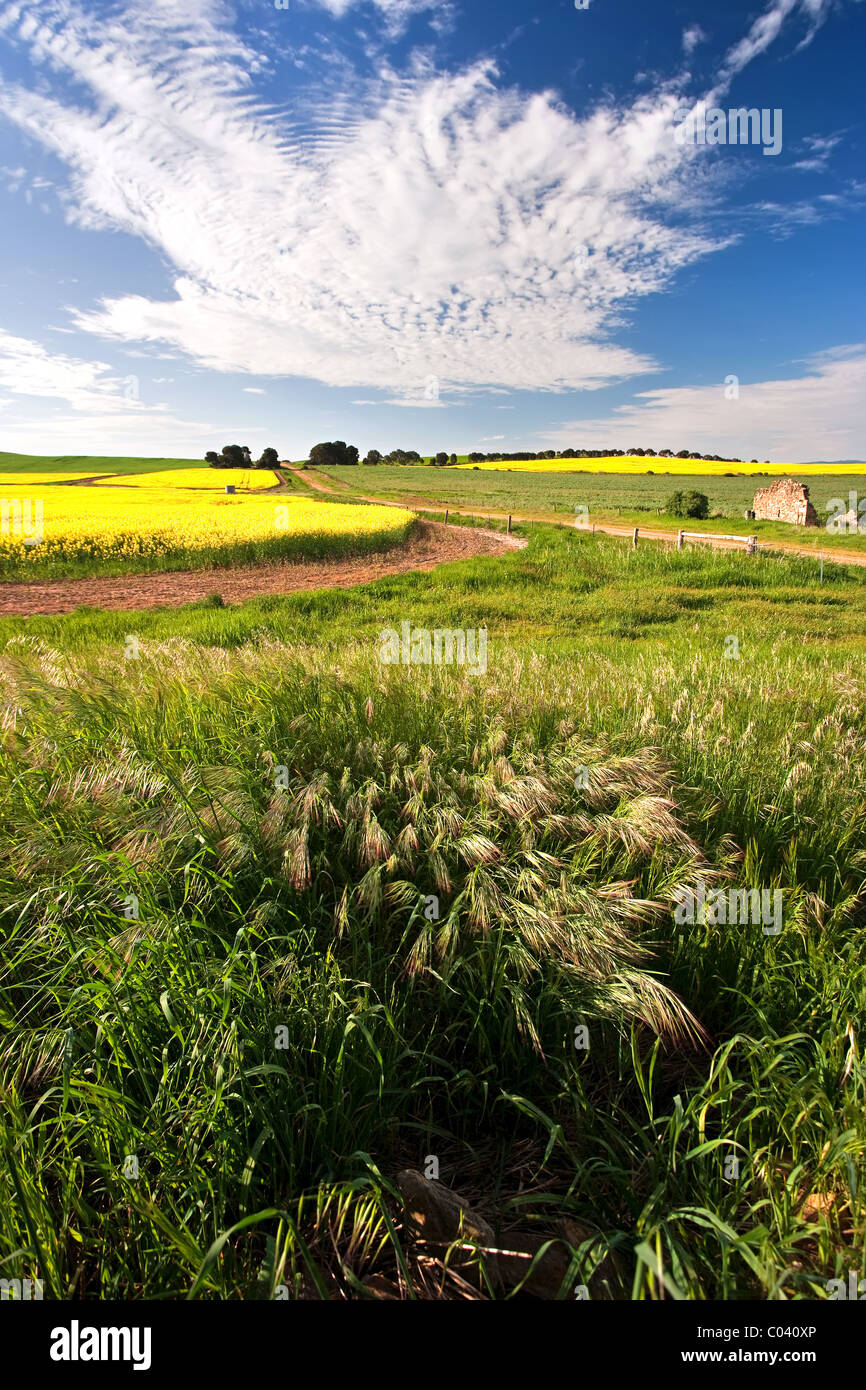 Mitte Nord Raps Felder, Südaustralien Stockfoto
