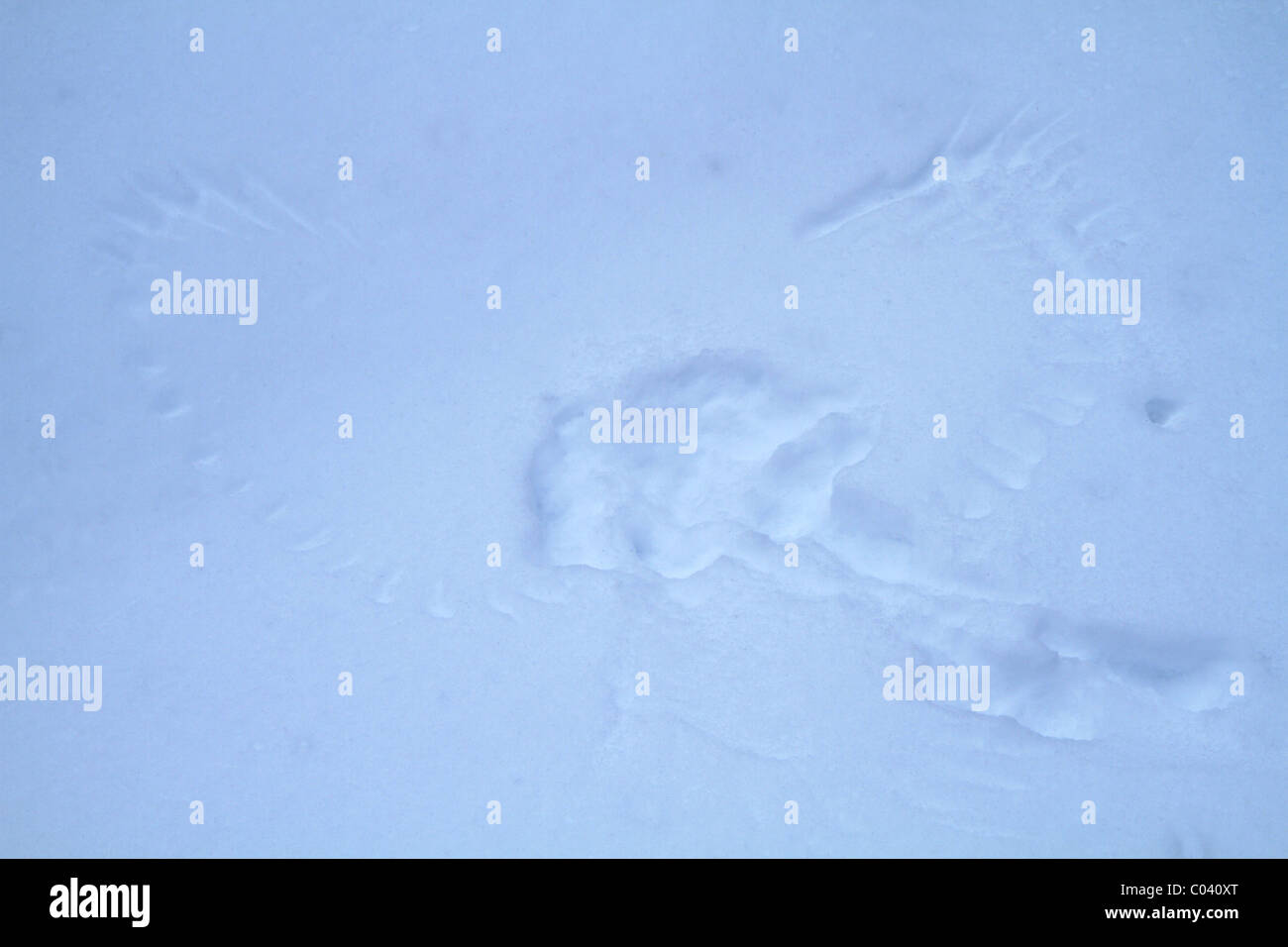 Flügel druckt eines Vogels im Schnee. Stockfoto