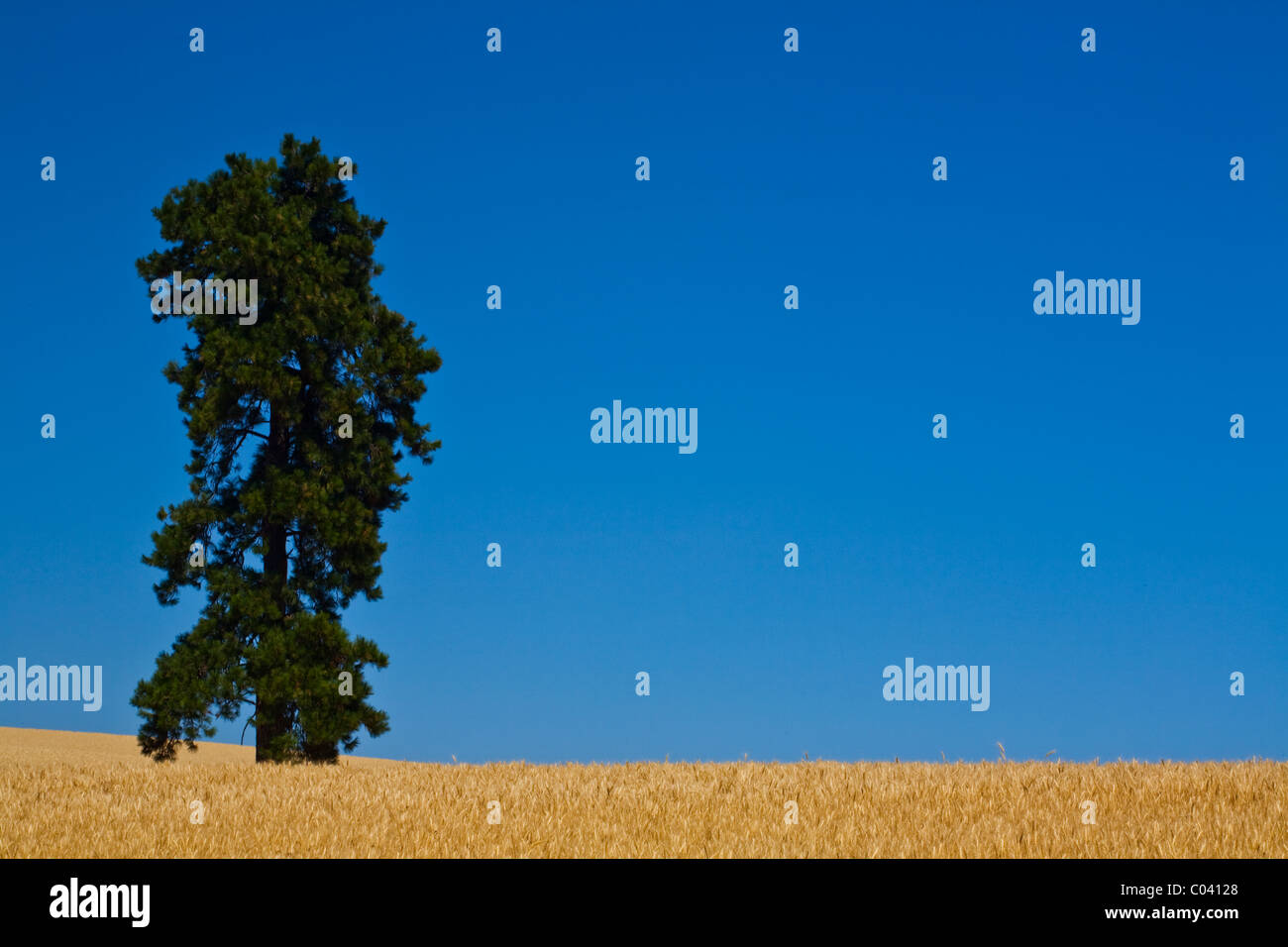 Ein einsamer Baum in einem Feld von Weizen gegen eine lebendige blauen Himmel Stockfoto