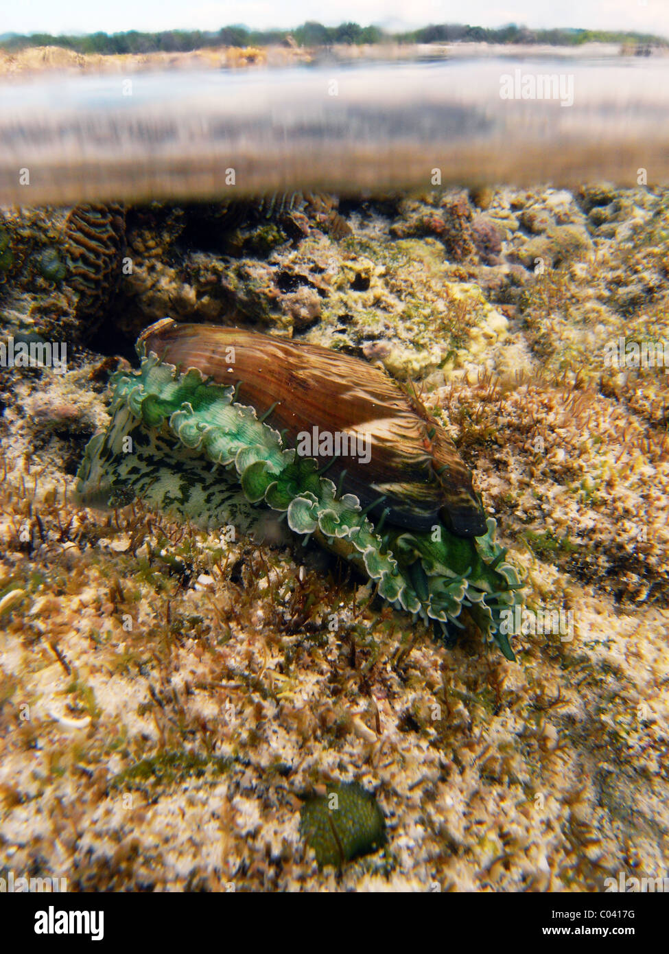 Esel Ohr oder tropische Abalone (Haliotis Asinina) am Riff am North West Island, Great Barrier Reef, Australien Stockfoto