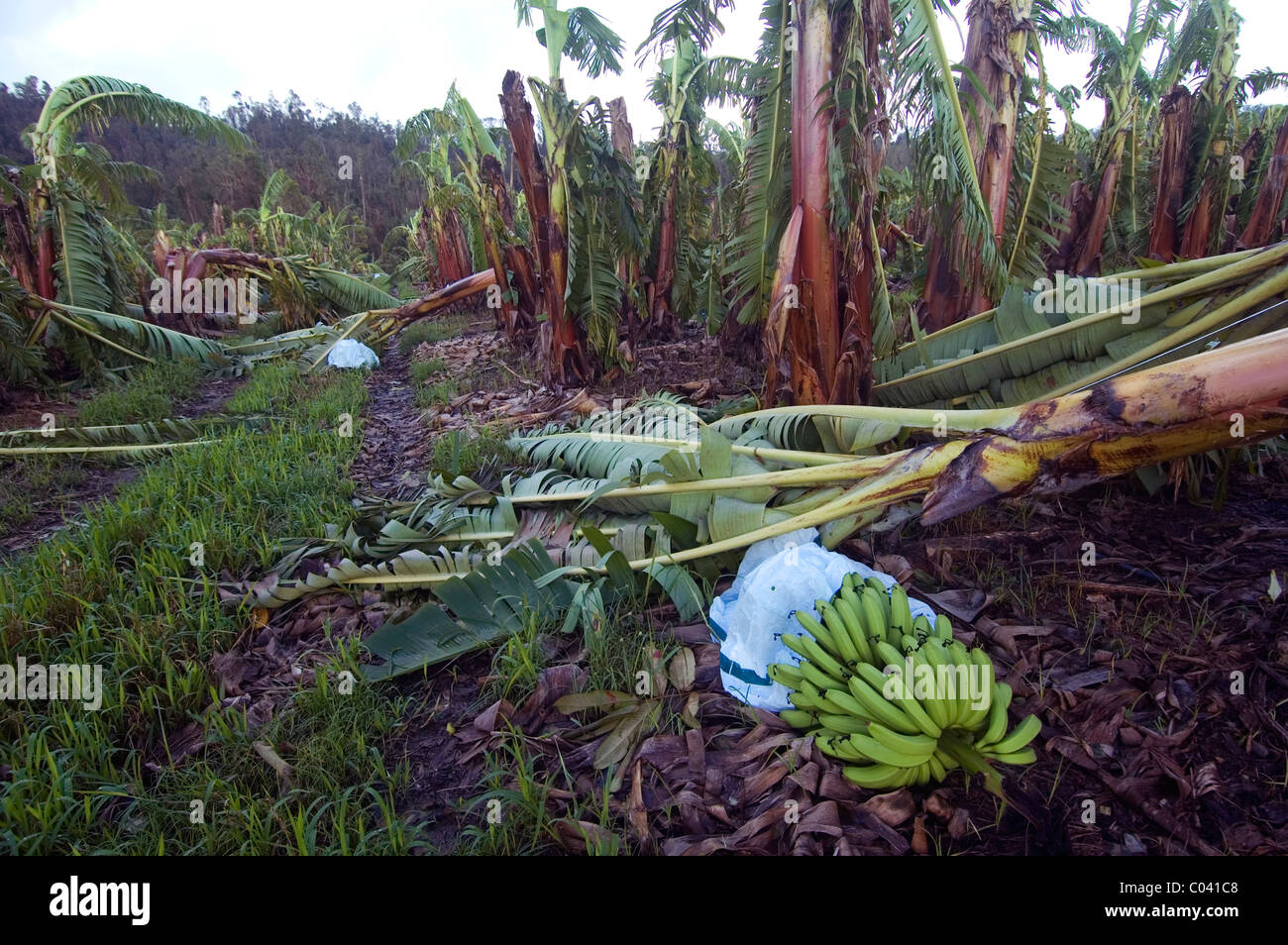 Banane-Ernte ruiniert durch Zyklon Yasi südlich von Cairns, 4. Februar 2011. Queensland, Australien Stockfoto