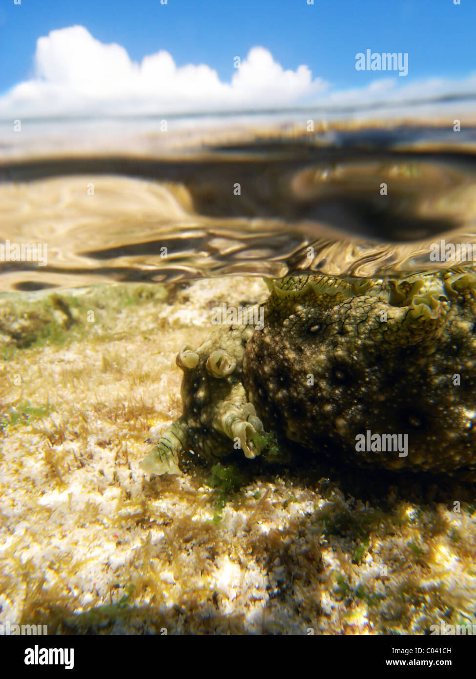 Meer-Hase (Aplysia Dactylomela) am Riff flach am North West Island, Great Barrier Reef Marine Park, Queensland, Australien Stockfoto