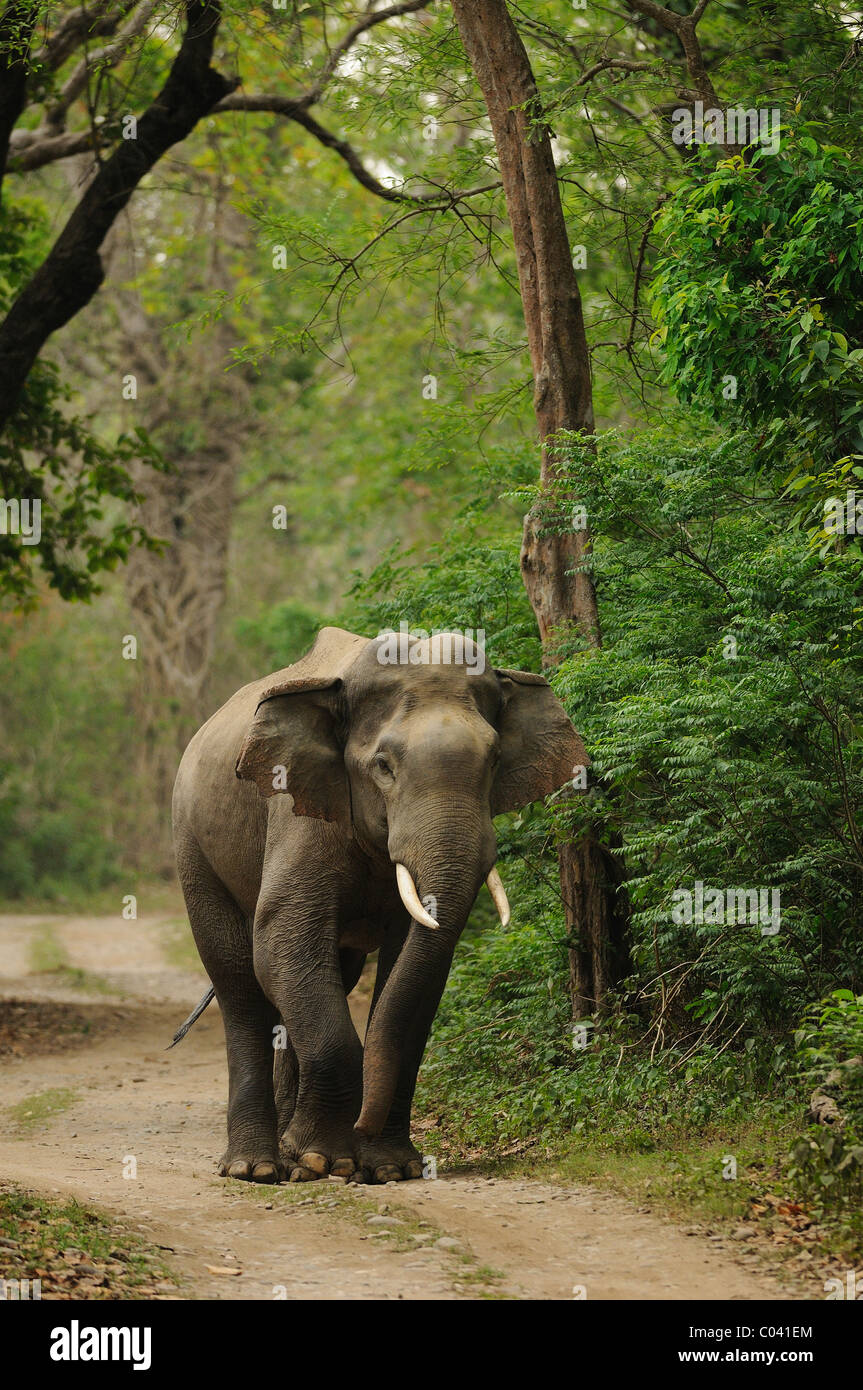 Erwachsene männliche asiatische Elefant (Elephas Maximus) zu Fuß auf einem Waldweg in Jim Corbett Tiger Reserve, Indien Stockfoto