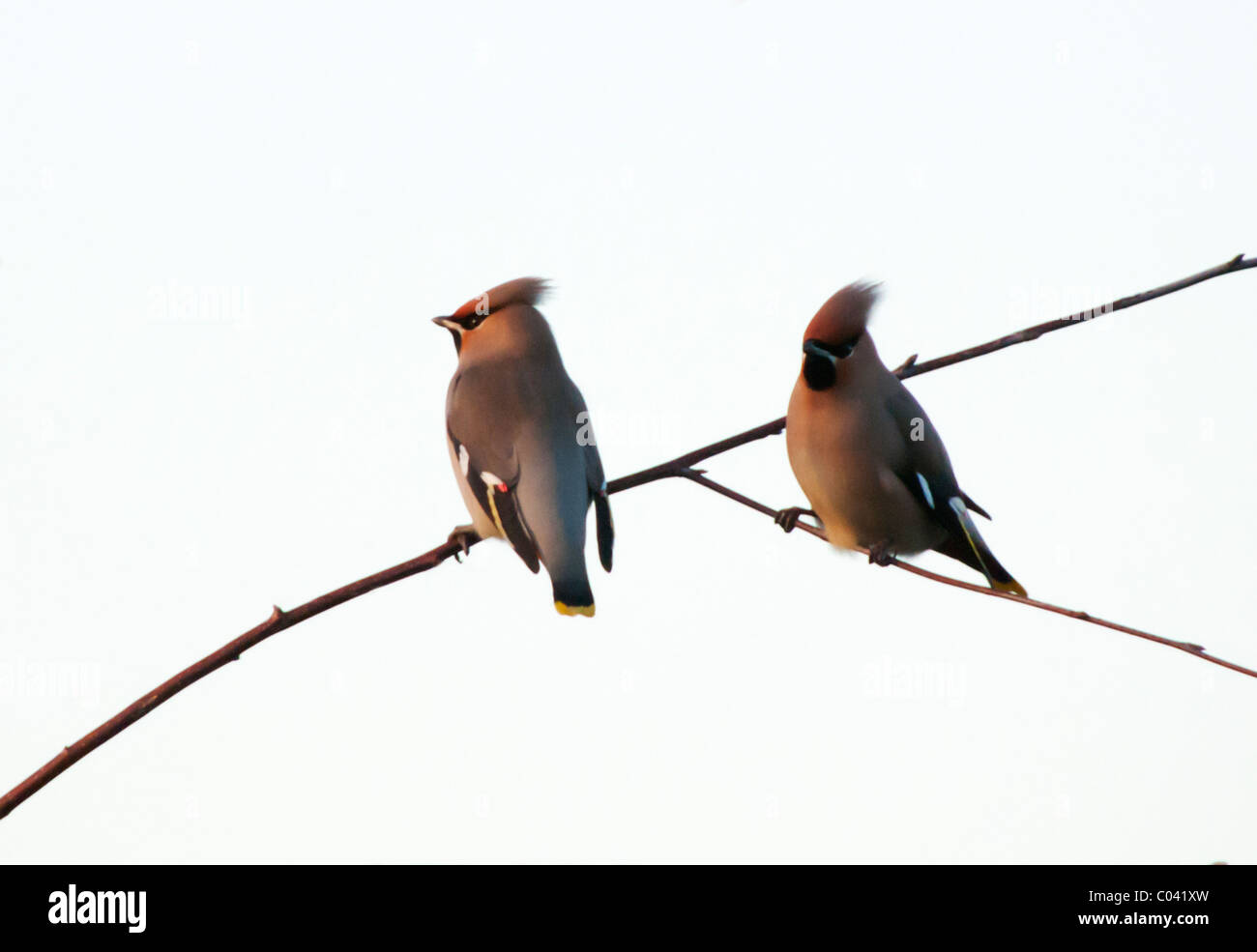 Zwei Seidenschwänzen Bombycilla Garrulus gehockt Filiale in Warwickshire, England Stockfoto