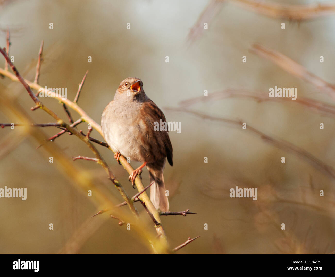 Nahaufnahme der Heckenbraunelle Prunella Modularis singen bei ersten Anzeichen des Frühlings Stockfoto