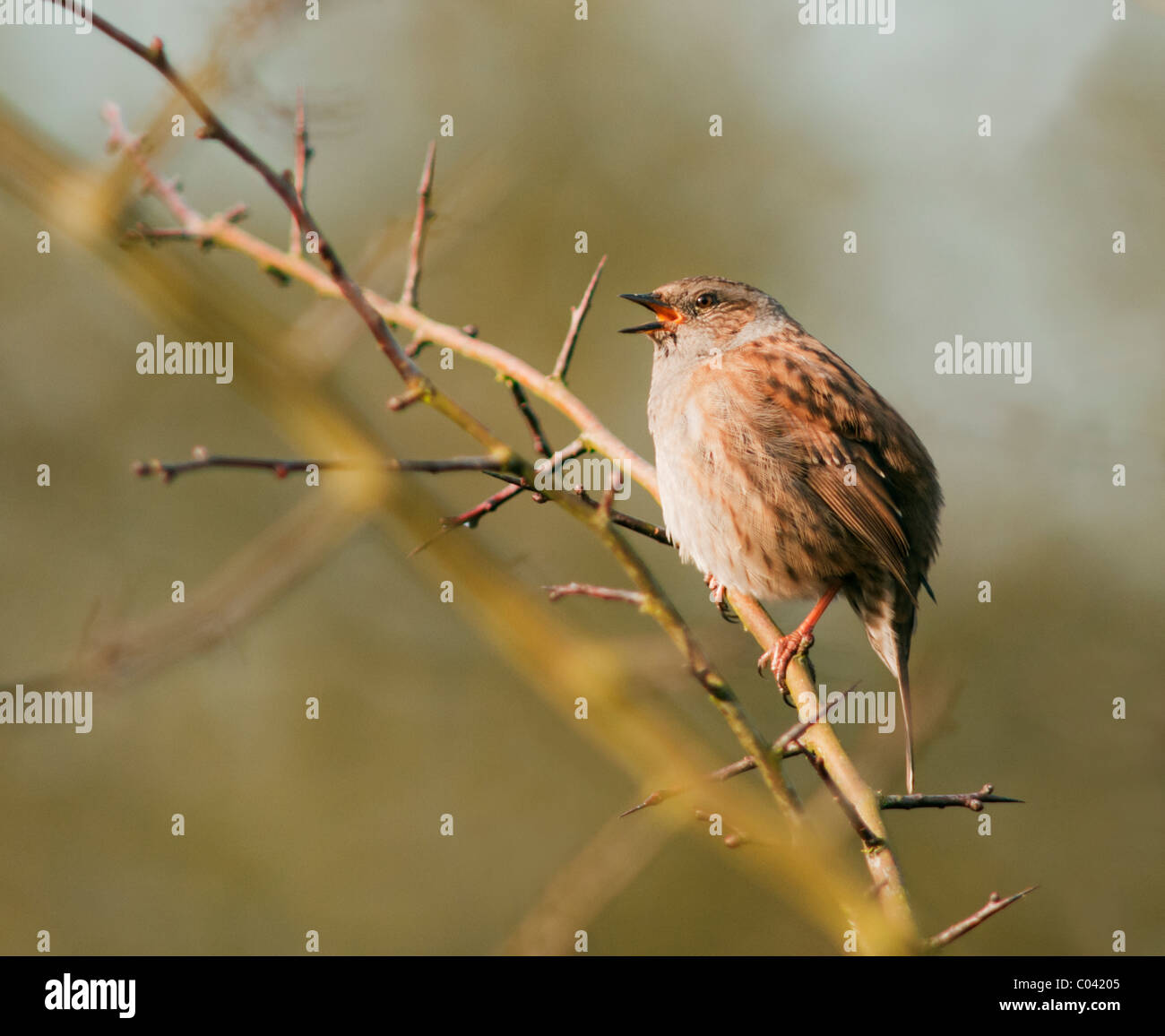 Nahaufnahme der Heckenbraunelle Prunella Modularis singen bei ersten Anzeichen des Frühlings Stockfoto