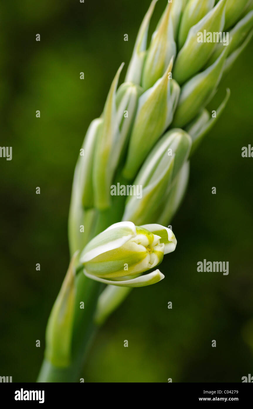 Albuca Altissima Stockfotos und bilder Kaufen Alamy