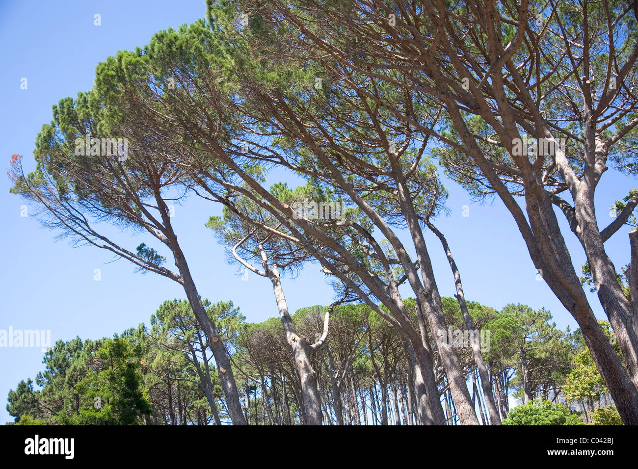 Windgepeitschten Steinen Kiefern auf Devils Peak in Kapstadt Stockfoto