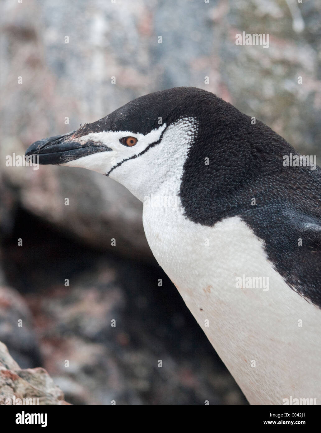Pinguin Zügelpinguinen (Pygoscelis Antarctica), zeigen Sie Wild, Elephant Island, South Shetlands Stockfoto