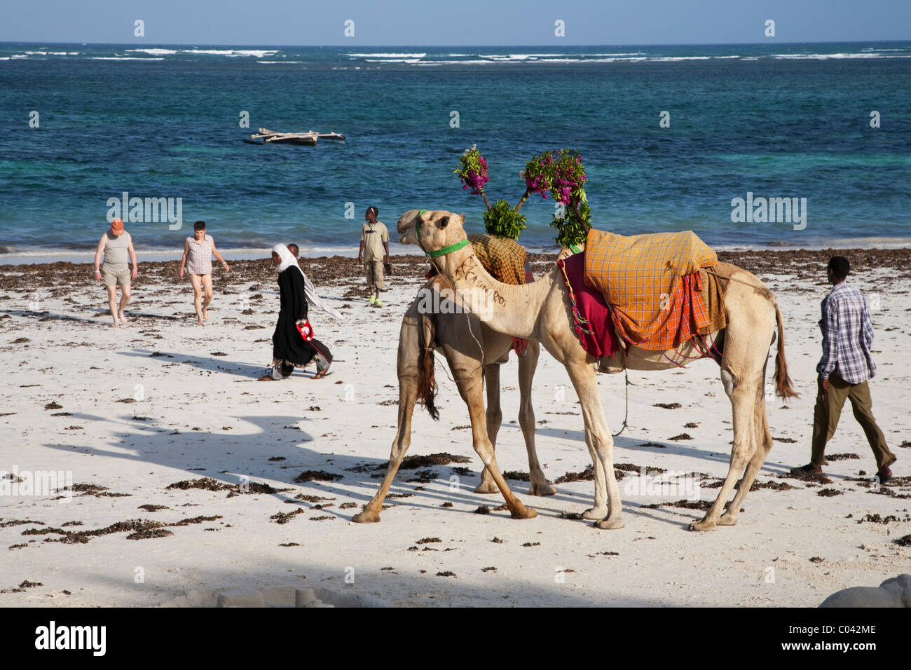 Mann mit seinen Kamelen wartet auf Touristen zu einer Fahrt entlang des Strandes nehmen Kenia, Afrika Stockfoto
