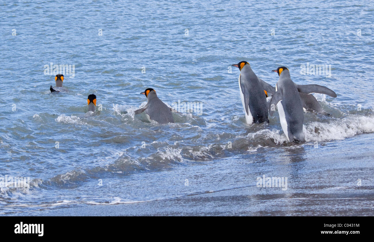 Königspinguine (Aptenodytes Patagonicus) ausgehen, Meer, St. Andrews Bay, Süd-Georgien Stockfoto