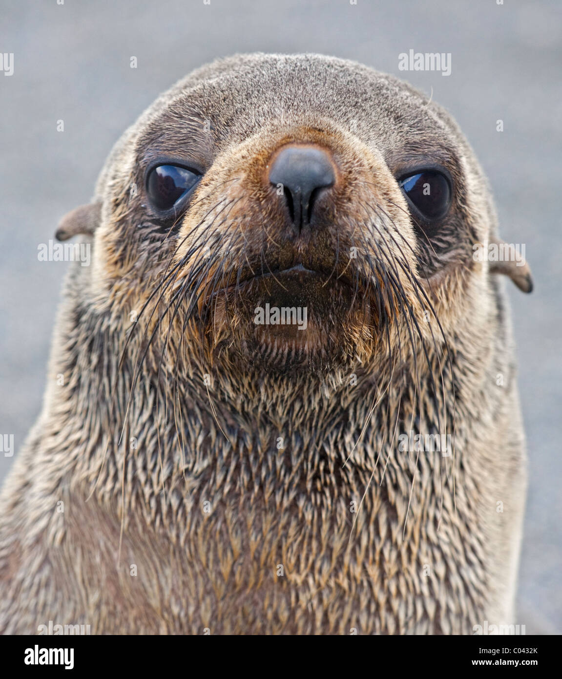 Antarktis Seebär juvenile (Arctocephalus Gazella), St. Andrews Bay, Süd-Georgien Stockfoto