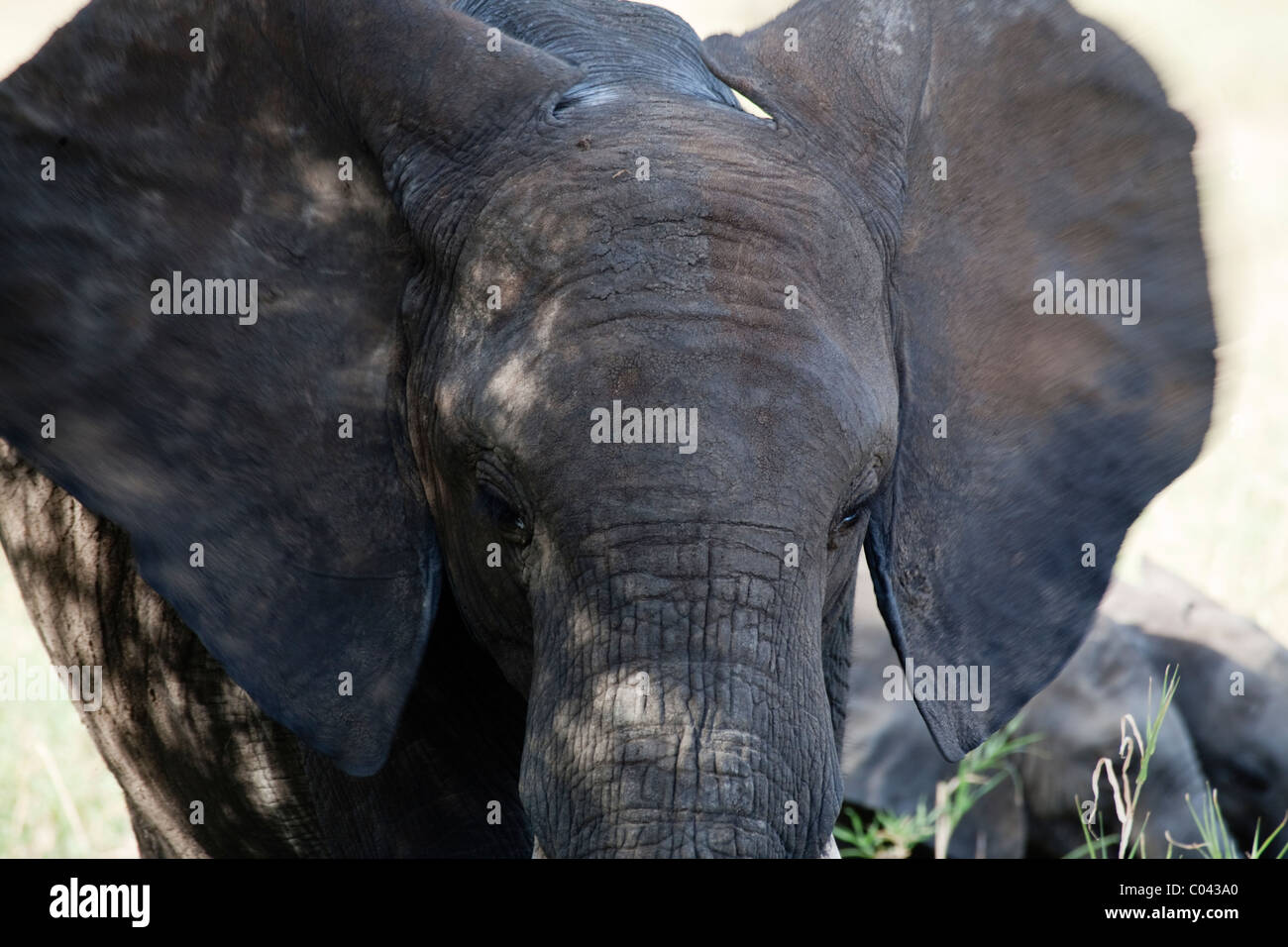 Elefantenkopf mit flatternden Ohren im Serengeti Nationalpark, Tansania, Afrika Stockfoto