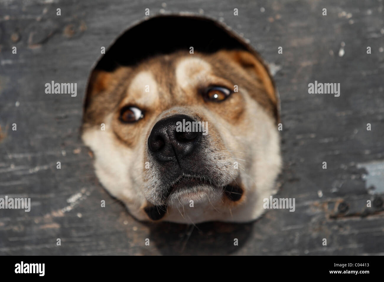 Ein Schlittenhund steckt seine Schnauze aus seiner Cubby Bohrung im Startbereich des John Beargrease Schlittenhunde Marathon 30. Januar 2011 Stockfoto